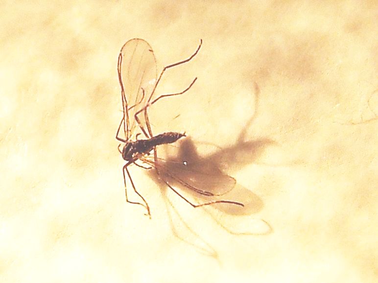 Cecidomyiidae ?  S, Cecidomyiidae (cfr. Lestremiinae)