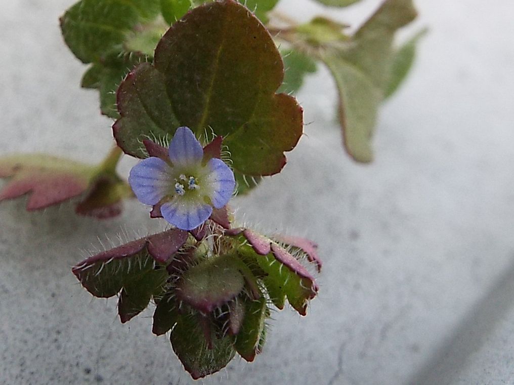 Veronica....pigmea:   Veronica hederifolia