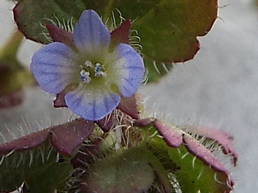 Veronica....pigmea:   Veronica hederifolia