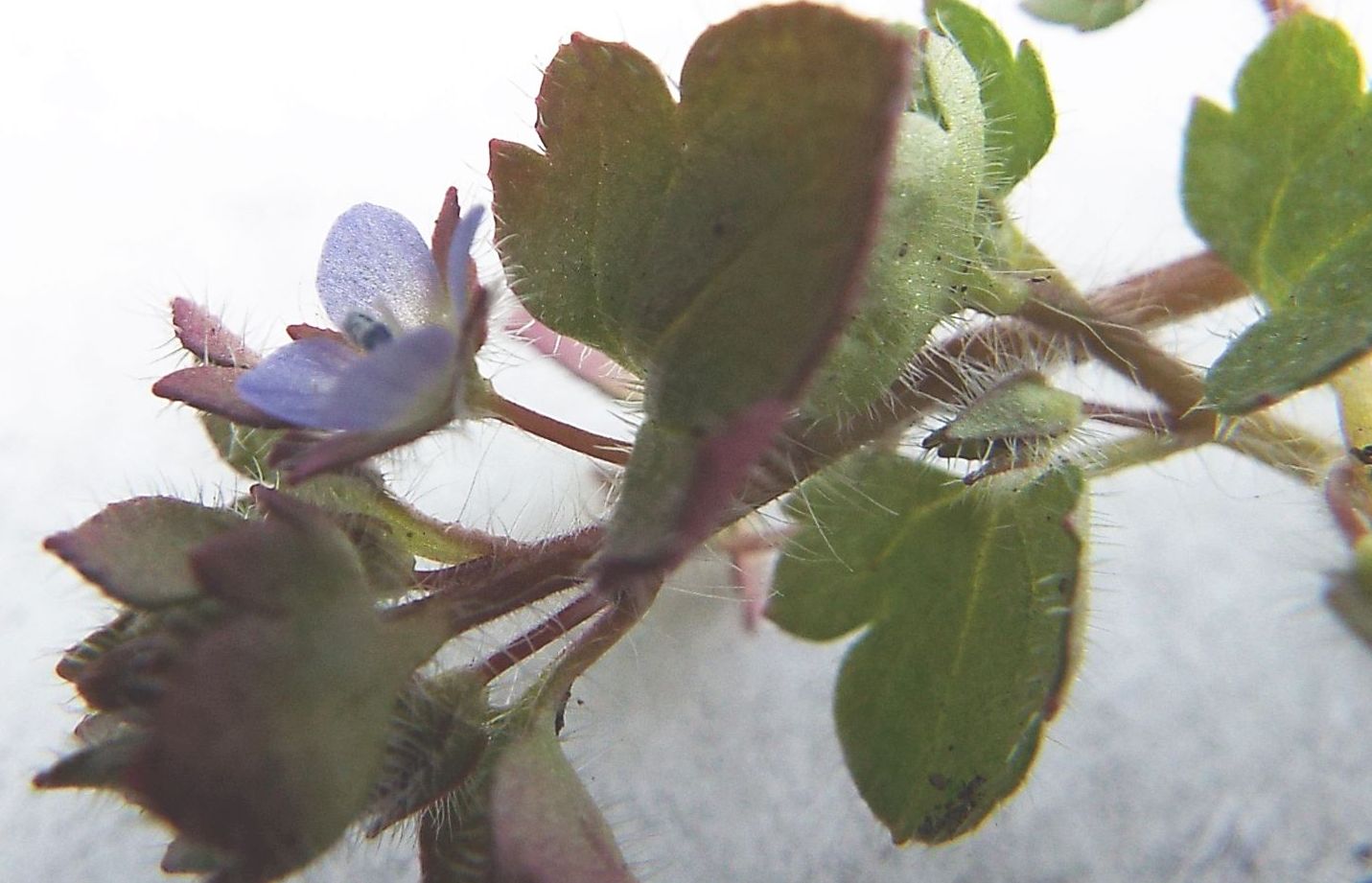 Veronica....pigmea:   Veronica hederifolia