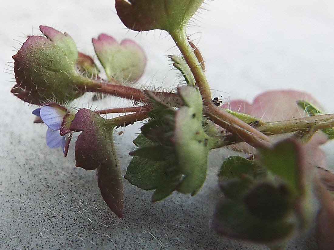 Veronica....pigmea:   Veronica hederifolia