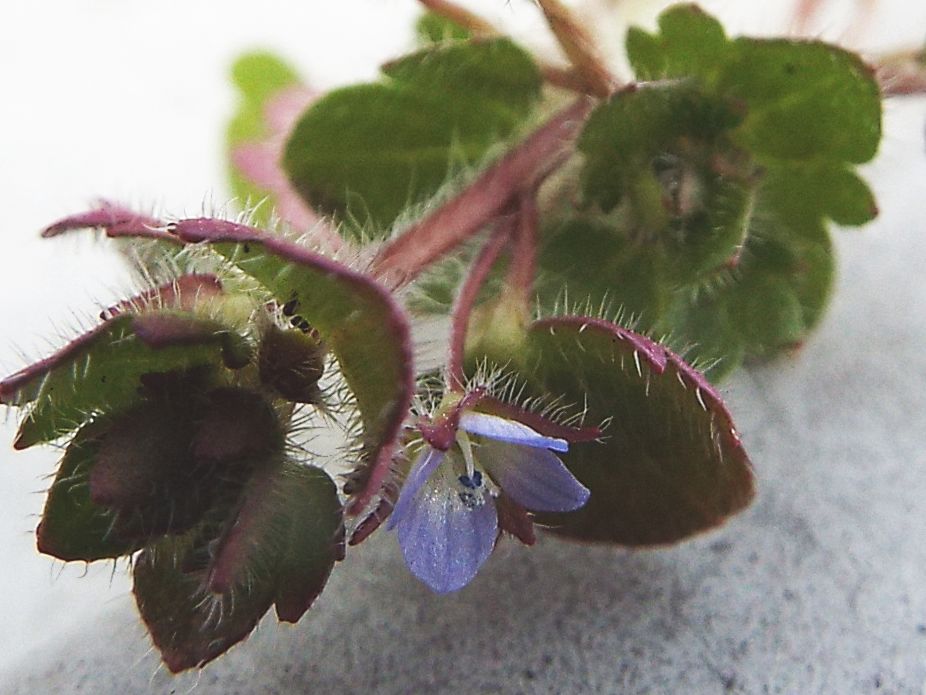 Veronica....pigmea:   Veronica hederifolia