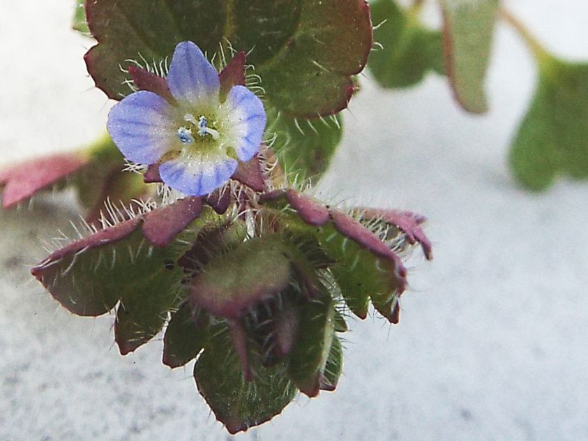 Veronica....pigmea:   Veronica hederifolia