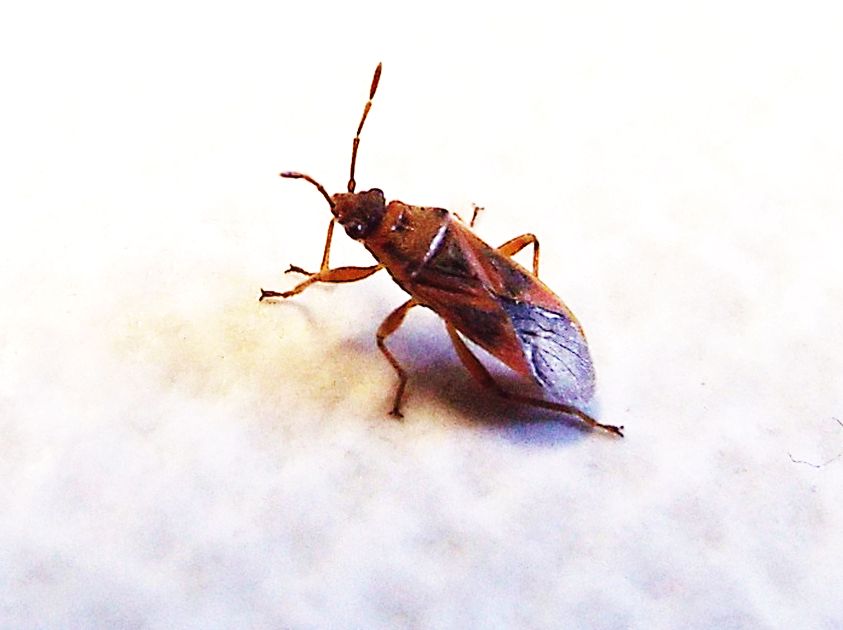 Lygaeidae: Arocatus...roeselii o longiceps ?  ....Arocatus sp. !