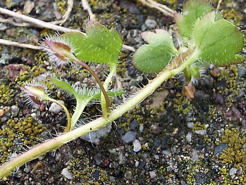 Veronica....pigmea:   Veronica hederifolia