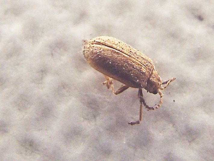 Chrysomelidae:  Ophraella communa (molto malconcia)