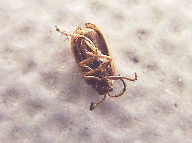 Chrysomelidae:  Ophraella communa (molto malconcia)