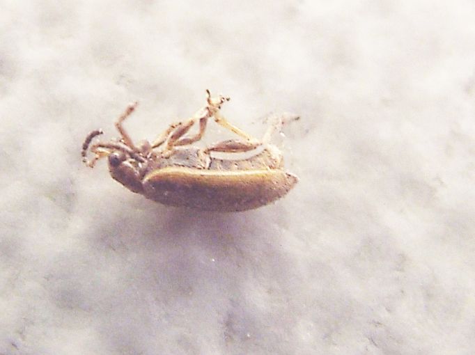 Chrysomelidae:  Ophraella communa (molto malconcia)