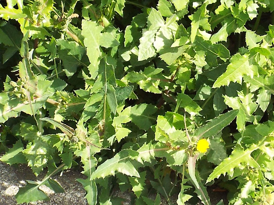 Sonchus oleraceus / Grespino comune