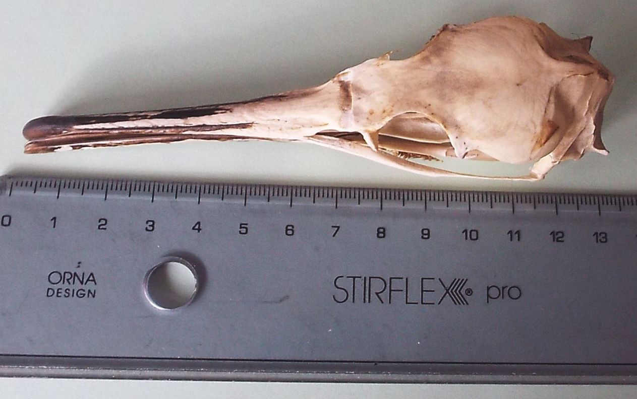 Cranio di cormorano