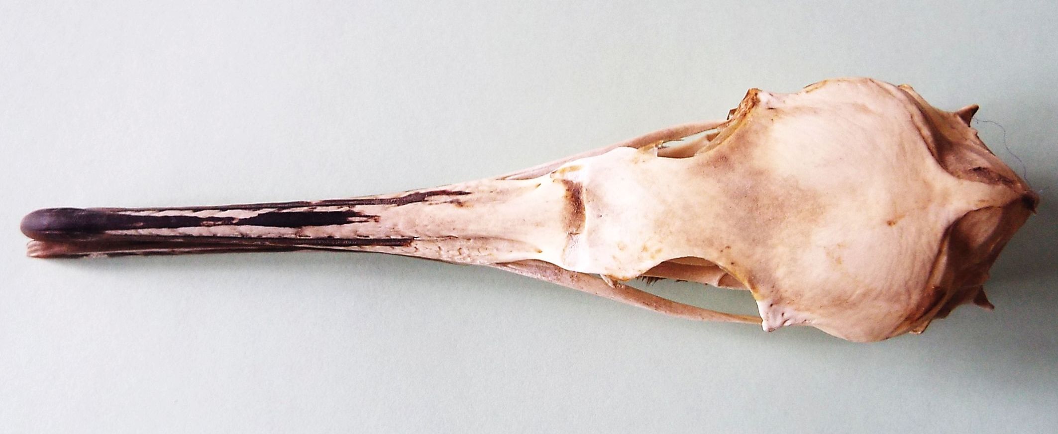 Cranio di cormorano