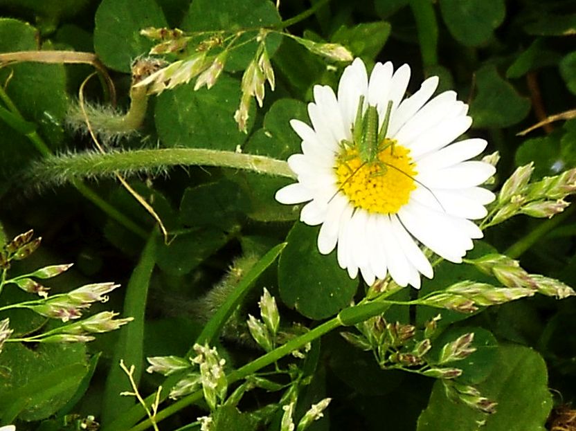 Ninfa di Tettigonia sp.