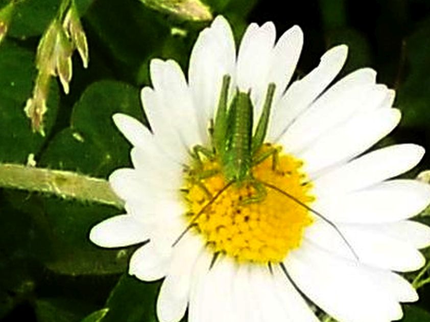 Ninfa di Tettigonia sp.