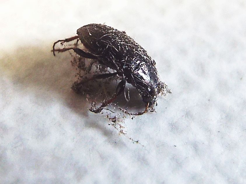 Avviluppato in una tela di ragno - Carabidae: Amara sp.