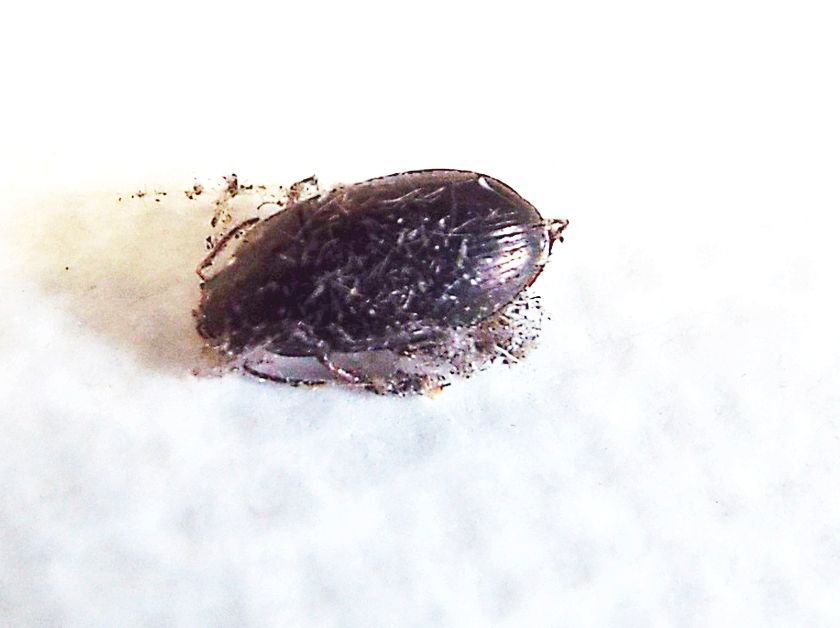 Avviluppato in una tela di ragno - Carabidae: Amara sp.