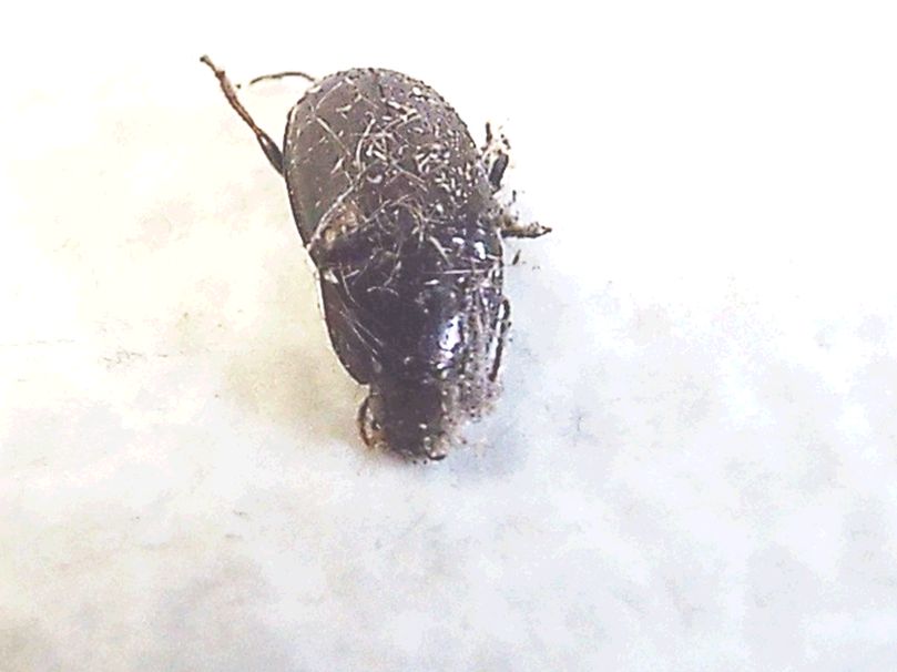 Avviluppato in una tela di ragno - Carabidae: Amara sp.