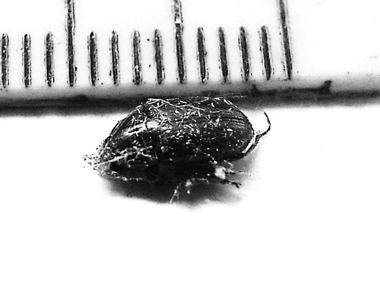 Avviluppato in una tela di ragno - Carabidae: Amara sp.
