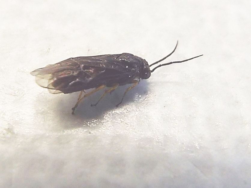 Da identificare:  Tenthredinidae ?  S, Cladius cfr. ulmi