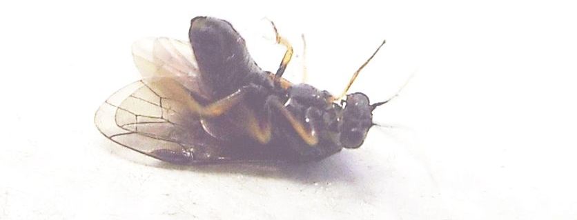 Da identificare:  Tenthredinidae ?  S, Cladius cfr. ulmi