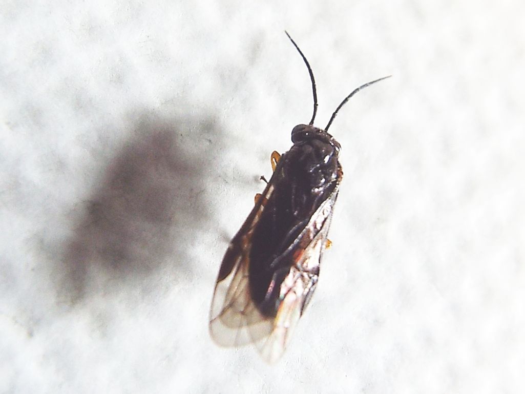 Da identificare:  Tenthredinidae ?  S, Cladius cfr. ulmi
