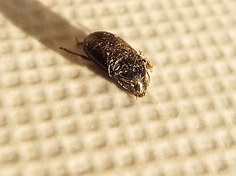 Avviluppato in una tela di ragno - Carabidae: Amara sp.