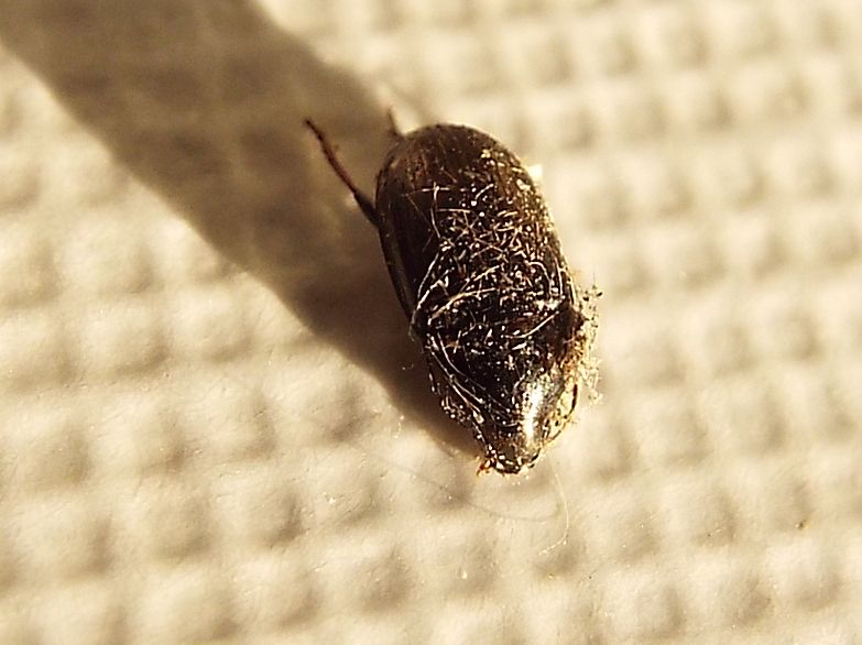 Avviluppato in una tela di ragno - Carabidae: Amara sp.