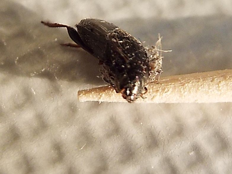 Avviluppato in una tela di ragno - Carabidae: Amara sp.