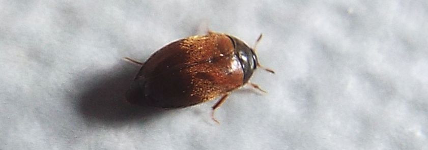 Dermestidae:   Attagenus sp.