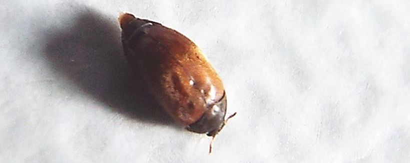 Dermestidae:   Attagenus sp.