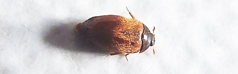 Dermestidae:   Attagenus sp.