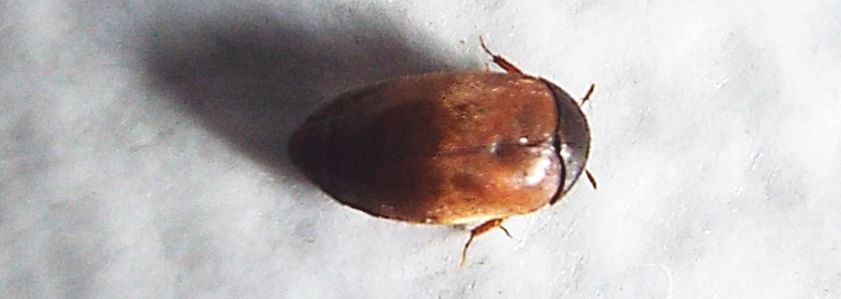 Dermestidae:   Attagenus sp.