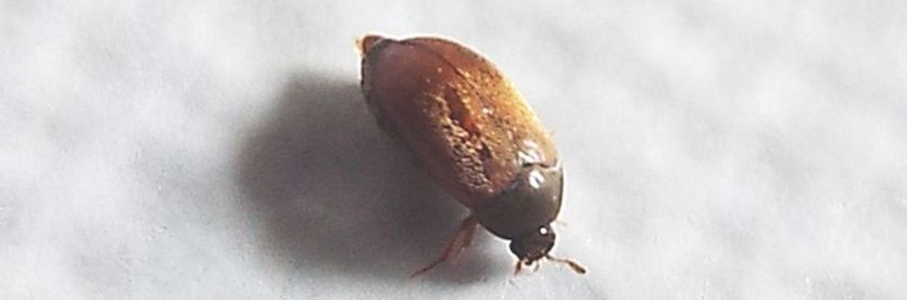 Dermestidae:   Attagenus sp.