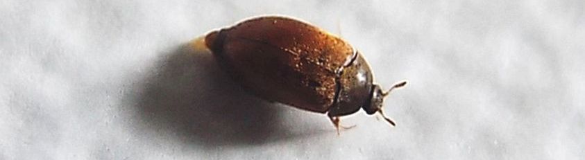 Dermestidae:   Attagenus sp.