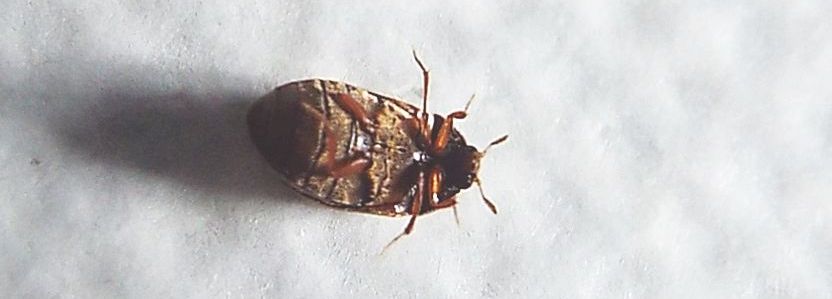 Dermestidae:   Attagenus sp.