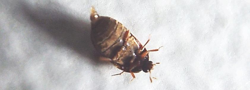 Dermestidae:   Attagenus sp.