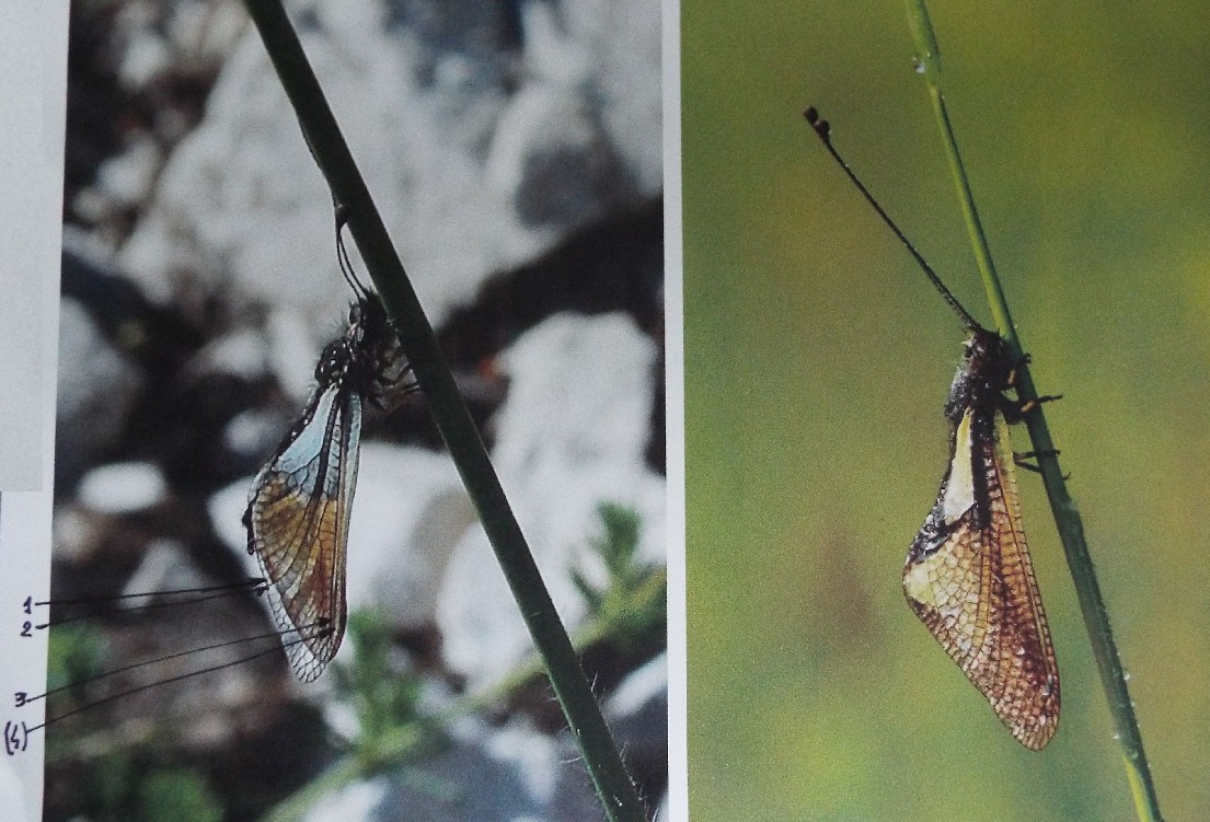Libelloides coccajus