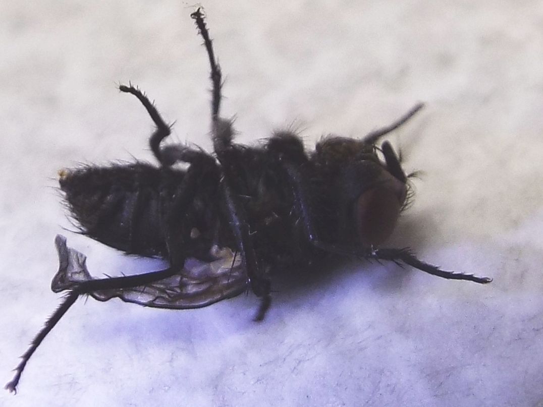 Mosca dalle ali deformate:  Sarcophagidae Miltogramminae