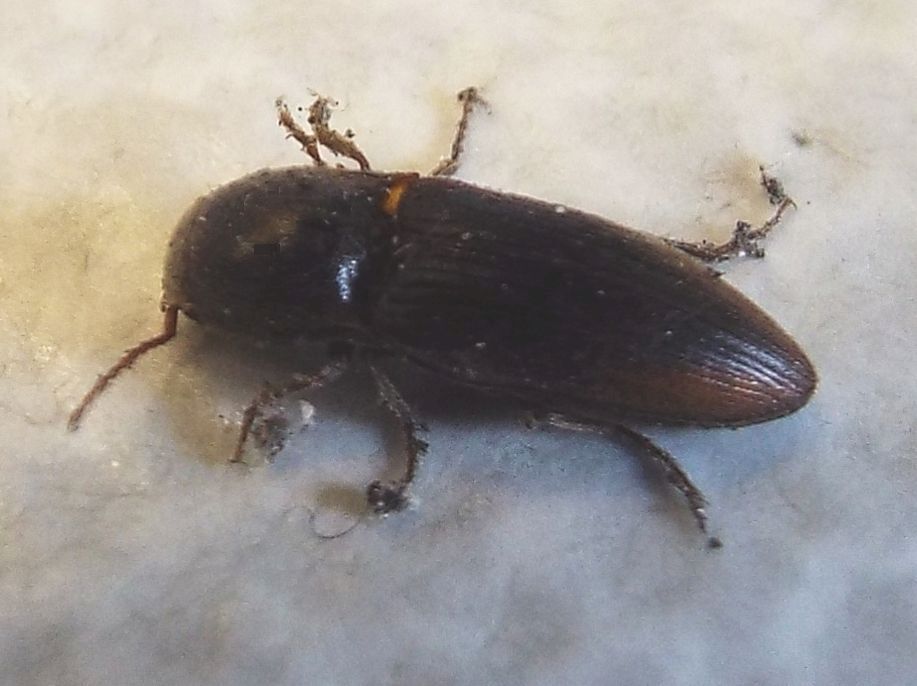 Elateridae:  Agriotes cfr. obscurus