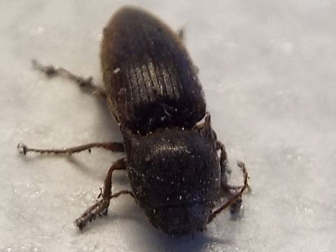 Elateridae:  Agriotes cfr. obscurus