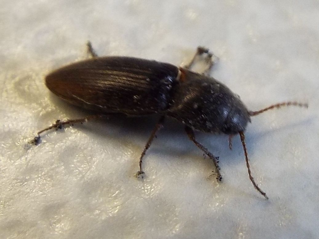 Elateridae:  Agriotes cfr. obscurus