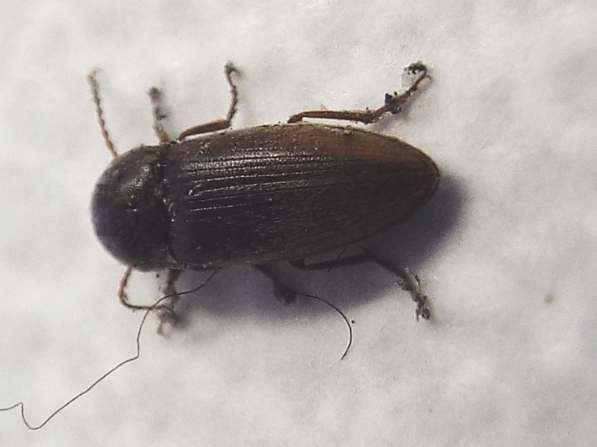 Elateridae:  Agriotes cfr. obscurus