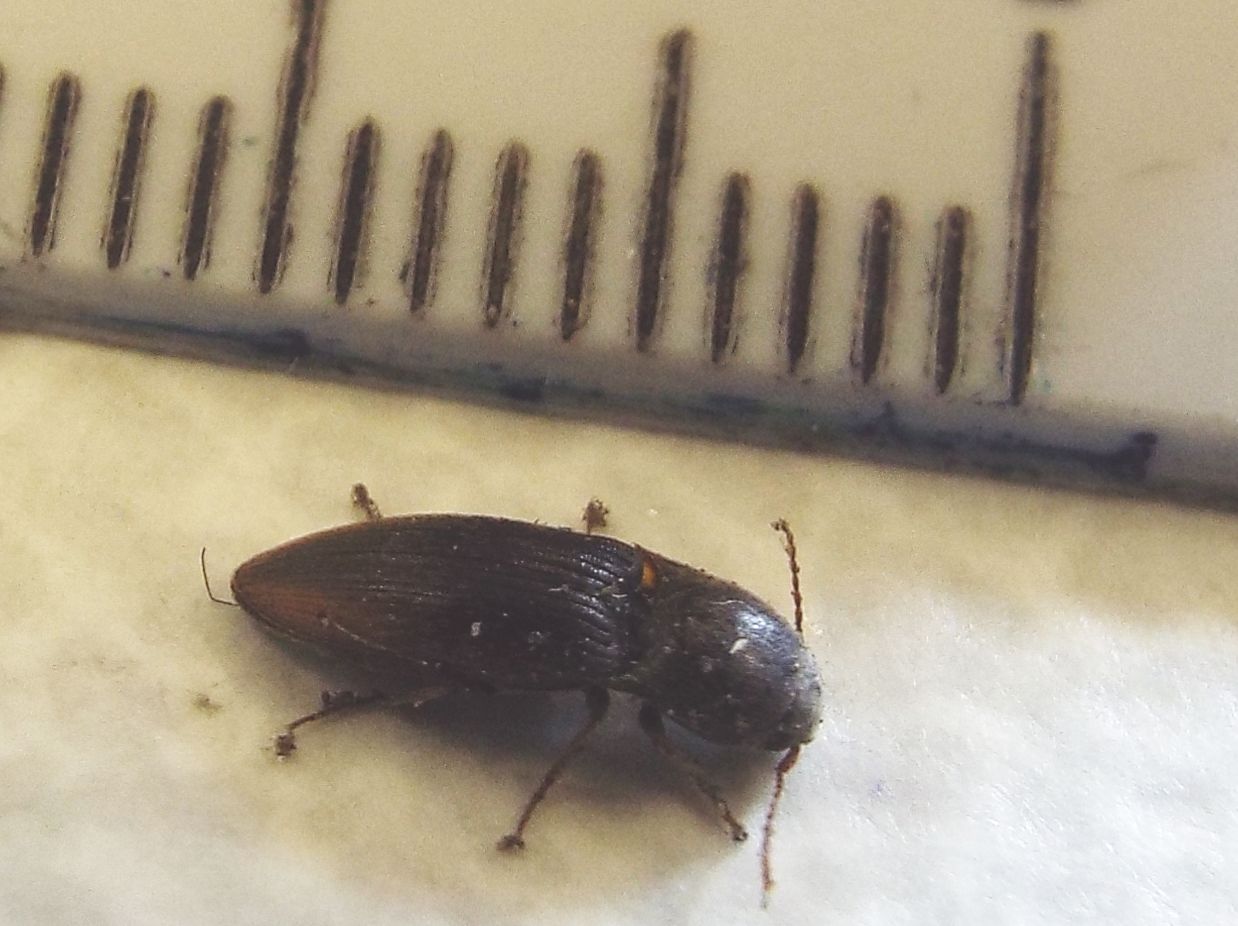 Elateridae:  Agriotes cfr. obscurus