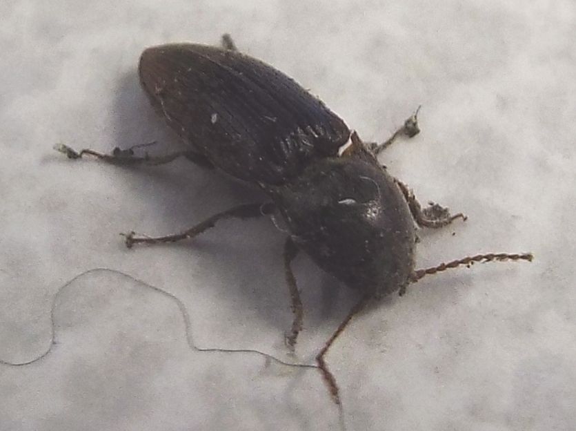 Elateridae:  Agriotes cfr. obscurus