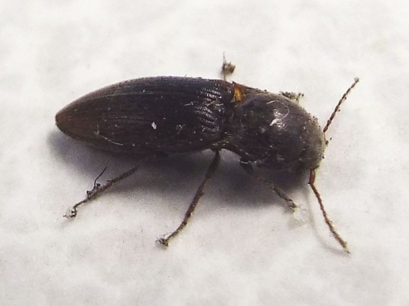 Elateridae:  Agriotes cfr. obscurus