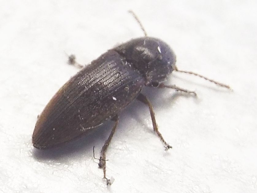 Elateridae:  Agriotes cfr. obscurus