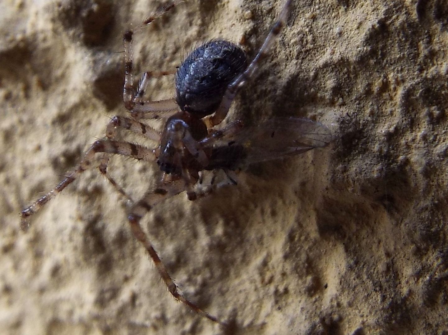 Theridiidae: Theridion sp., maschio
