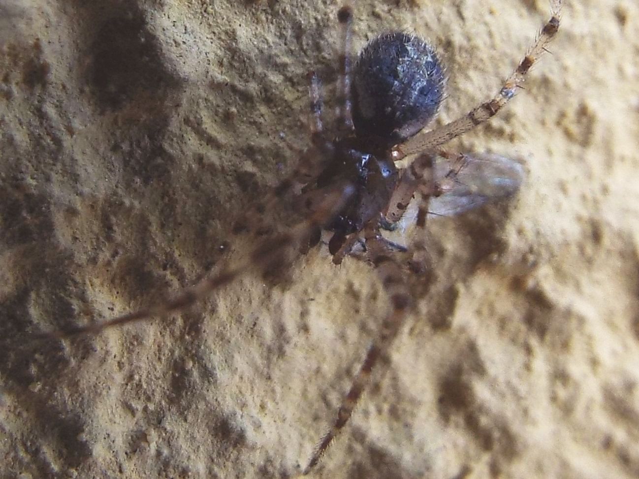 Theridiidae: Theridion sp., maschio