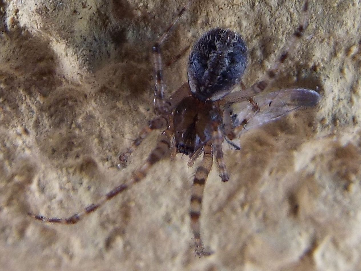 Theridiidae: Theridion sp., maschio