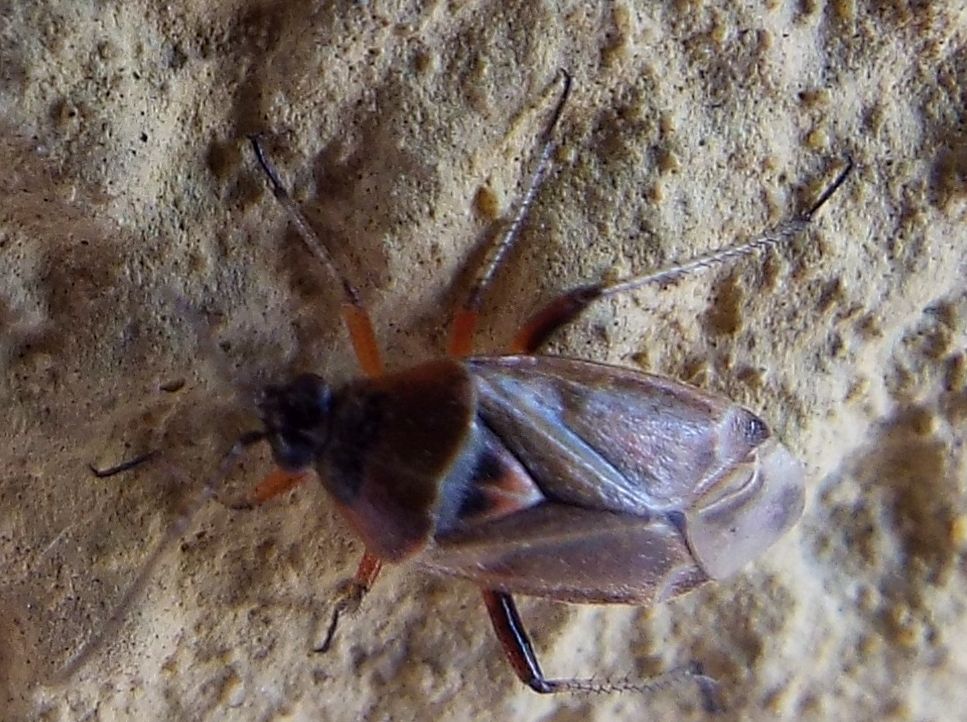 Miridae da identificare:  Harpocera thoracica