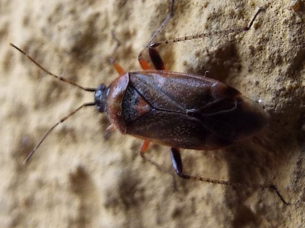 Miridae da identificare:  Harpocera thoracica